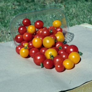 tomates-cerise-bio